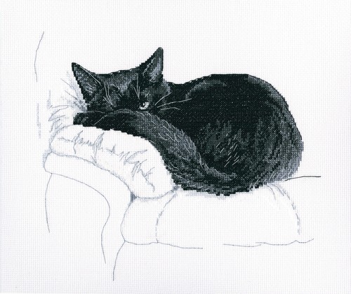 Among black cats - m668, rto